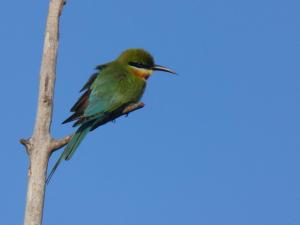 Altri animali domestici presso l'affittacamere o nei dintorni