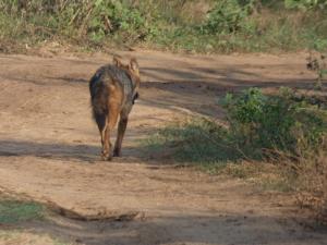 Altri animali domestici presso l'affittacamere o nei dintorni
