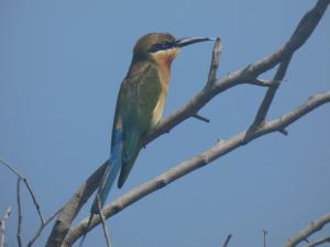 Altri animali domestici presso l'affittacamere o nei dintorni