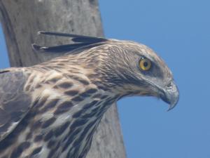 Altri animali domestici presso l'affittacamere o nei dintorni