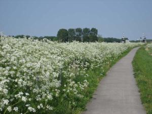 un chemin à travers un champ de fleurs blanches dans l'établissement de Twee Paardjes, à Warffum