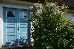 a blue door on a house with a bush at Reethaus Zickersche Berge - Apt. 01 in Gager