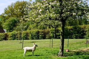 a sheep standing next to a tree in a field at Laverstock Cottage in Bridport