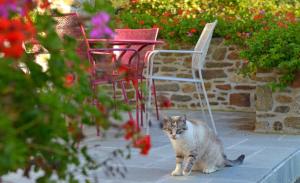 a cat sitting on a patio with chairs and flowers at Hostellerie de la Motte jean in Saint-Coulomb