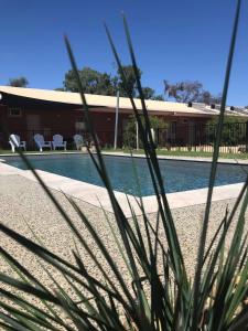 a plant in front of a building with a pool at Bridge Motor Inn Tocumwal in Tocumwal