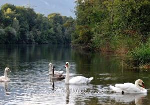 a group of swans swimming in a lake at Hotel Profis in Diepoldsau