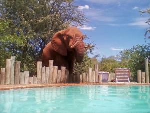 Poolen vid eller i närheten av Lions Place