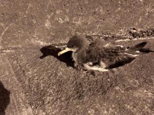 a small bird standing on the ground at Casa Do Antonio in Velas