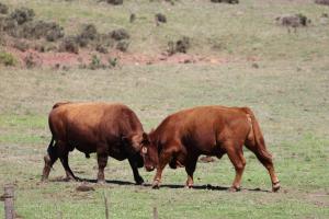 dos vacas marrones parados uno al lado del otro en un campo en Doornbosch Estate, en Elim