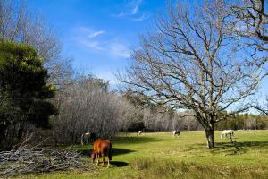un grupo de caballos pastando en un campo con un árbol en Doornbosch Estate, en Elim