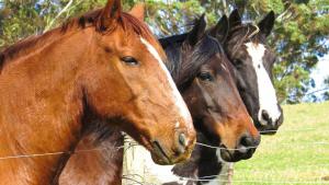 dos caballos parados junto a una valla de alambre en Doornbosch Estate, en Elim