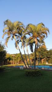 zwei Palmen in einem Park neben einem Pool in der Unterkunft Parque Hotel Morro Azul - a 12 km do Parque dos Dinossauros in Morro Azul