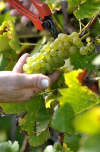 Gallery image of Gästehaus Wein im Turm in Longuich