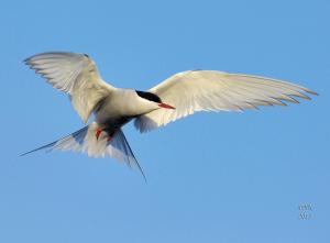 a white bird flying in the blue sky at Hótel Kría in Vík