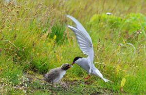 a bird feeding a baby bird in a field at Hótel Kría in Vík