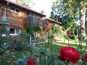 a garden with red roses in front of a house at fewos am kleinen meer in Waren