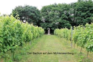 BestenseeにあるFerienappartements Am Weinbergの畑のワインの列