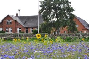 un campo de flores frente a una casa en Lundsgaard Bed & Breakfast en Fåborg