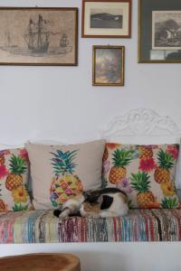 Domácí mazlíčci ubytovaní s hosty v ubytování Armadoros Hotel / Ios Backpackers