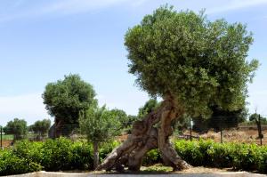 a uprooting tree in a field with bushes at case per vacanze torre incina in Polignano a Mare