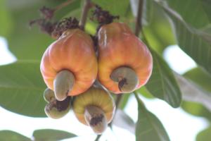 a group of flowers hanging from a tree at Sneha Farm House in Kudal