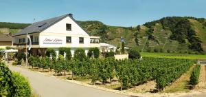 a vineyard in front of a white house with a bunch of grapes at Kettern Urlaub in Piesport