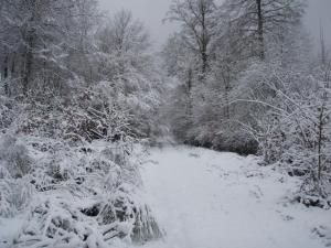 a snow covered path in a forest with trees at Albergue Irugoienea in Espinal-Auzperri