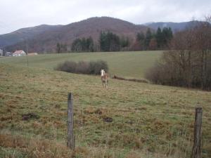 a horse walking in a field behind a fence at Albergue Irugoienea in Espinal-Auzperri