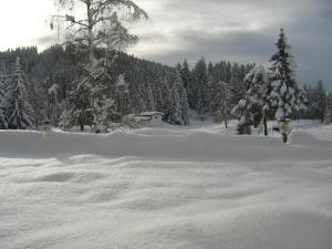 ein schneebedecktes Feld mit Bäumen im Hintergrund in der Unterkunft Il Falchetto in Sarnonico