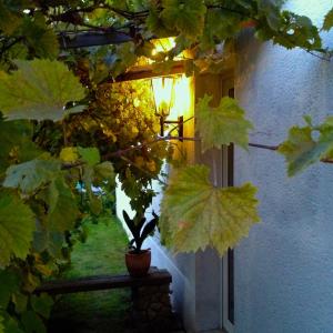 una planta en una olla delante de una ventana en Haus am Pool en Knautkleeberg