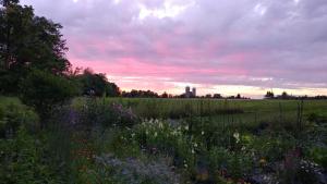 ein Blumenfeld mit Sonnenuntergang im Hintergrund in der Unterkunft Benjamin Prescott Inn in Jaffrey