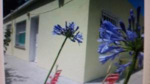 a vase with blue flowers in front of a building at Chapadmalal Casas La Bella in Colonia Chapadmalal