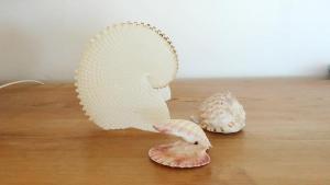 a shell sitting on top of a wooden table at Millpond. in Penneshaw