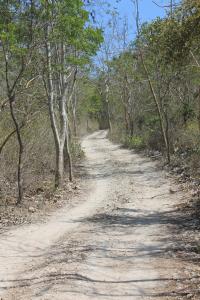 a dirt road in the middle of a forest at Jeeva Beloam Beach Camp in Tanjung Ringgit