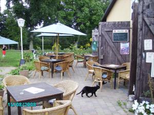 a black cat walking on a patio with tables and chairs at Die bunte Kuh in Federow in Kargow