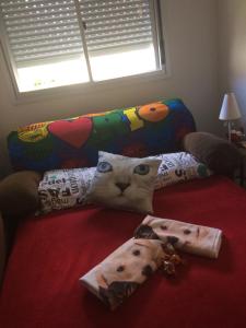 un gato sobre un sofá con almohadas en J&C ap.- Canela, en Canela