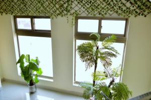 una stanza con tre finestre e una palma di Intellectual Budget - Bahria Town a Rawalpindi