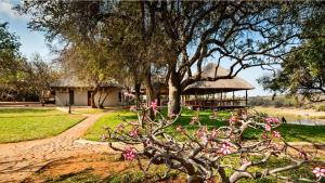 Gallery image of Nyati Safari Lodge in Balule Game Reserve