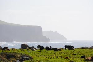 a herd of cattle grazing in a field near the ocean at Doolin Heights Apartment in Doolin