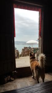 Furen Homestay kisállat-vendégei