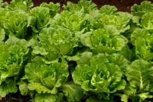 a bunch of green lettuces sitting on a table at Bagus Jati Health & Wellbeing Retreat in Tegalalang