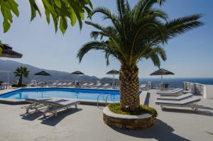 a palm tree sitting next to a swimming pool at Hotel Katerina in Mylopotas