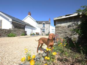 a brown dog standing in a yard with flowers at The Den in Carmarthen