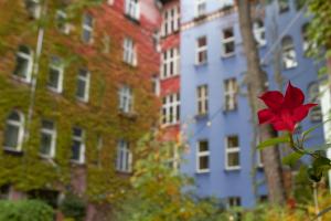 eine rote Blume vor einem Gebäude in der Unterkunft ArtHotel Connection in Berlin