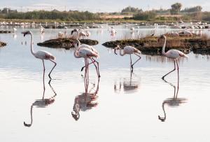 um grupo de flamingos caminhando na água em Casa Signorile em Càbras