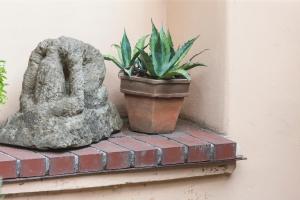 a plant in a pot sitting on a brick ledge at Hostel Postel in Český Krumlov