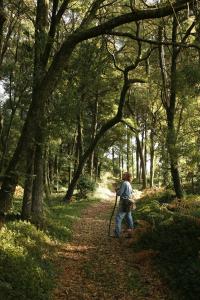 a person walking on a path in the woods at Quinta Da Bouca D'Arques in Vila de Punhe