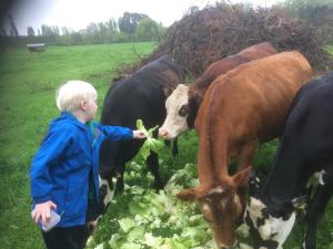 Um rapaz está a alimentar vacas num campo. em The Meadows Villa em Christchurch