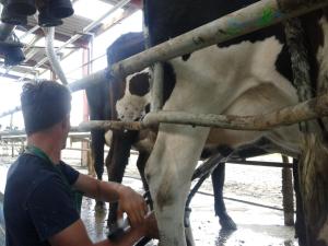 a man milking a cow in a barn at Slane Farm Hostel, Cottages and Camping in Slane