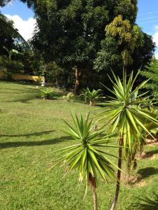 a palm tree in a field of grass at Sítio FWG in Camaçari